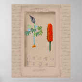 24X30 Franse botanische illustratie Snakelily Poster (Voorkant)