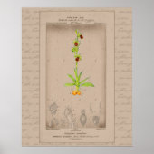 24X30 Franse botanische illustratie Spider Orchide Poster (Voorkant)