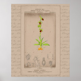 24X30 Franse botanische illustratie Spider Orchide Poster