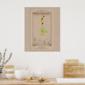 24X30 Franse Botanische Illustratie Spinoranjerid Poster (Keuken)