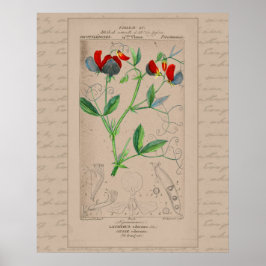 24X30 Franse botanische illustratie Sweet Pea Poster