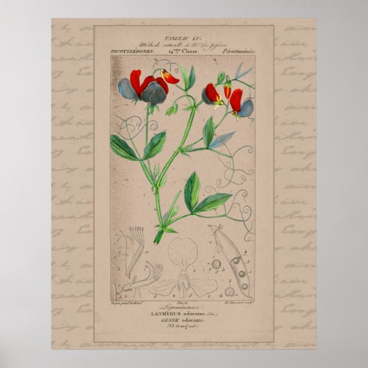 24X30 Franse botanische illustratie Sweet Pea Poster (Voorkant)