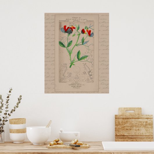 24X30 Franse botanische illustratie Sweet Pea Poster (Keuken)