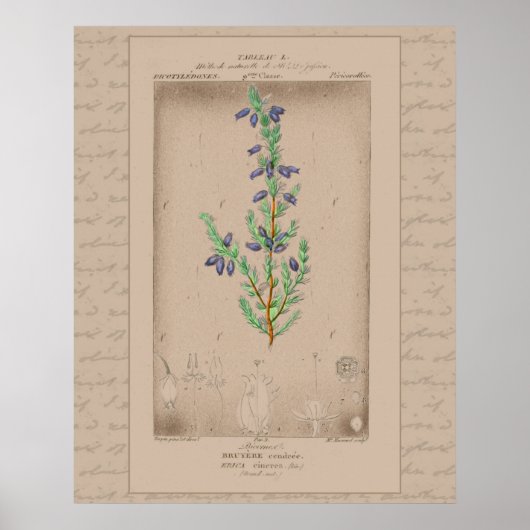 24x30 Franse flessenfoto Bell Heather Poster (Voorkant)