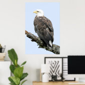 24x36 Poster papier (steen) van adelaars (Thuiskantoor)
