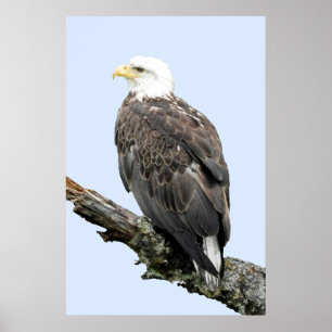 24x36 Poster papier (steen) van adelaars