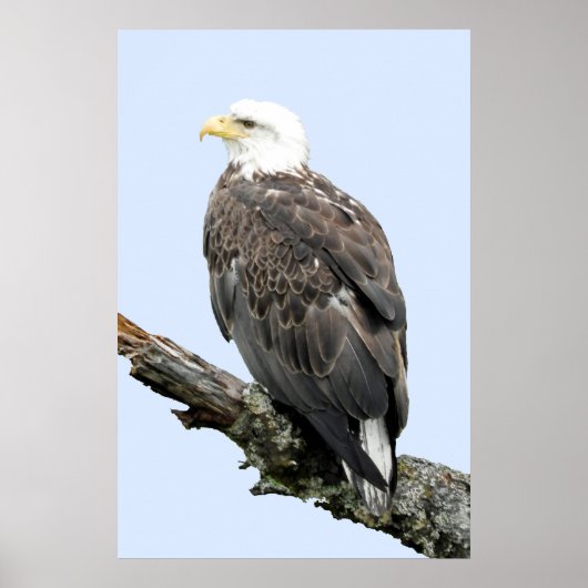24x36 Poster papier (steen) van adelaars (Voorkant)