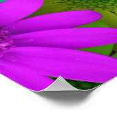 257153 BRIGHT COLORFUL DAISY FLOWERS ACHTERGRONDEN POSTER (Hoek)