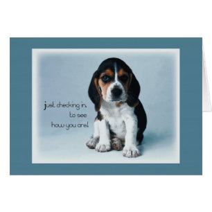 2769 Puppy Checking in