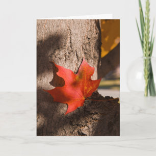 2787 Autumn Maple Leaf Sympathikaart Kaart