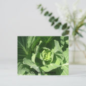 28 feb . 193 , colard greens briefkaart (Staand voorkant)