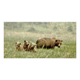 28x14 Glanzend Poster van grizzly beer & cubs