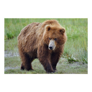 28x18.67 Glanzend Poster van grizzly beer