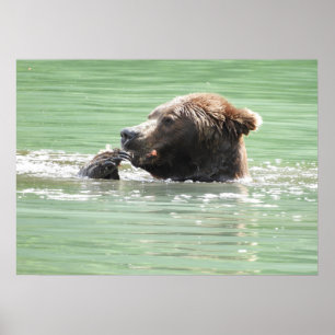 28x20 Poster papier (steen) met grizzly beer