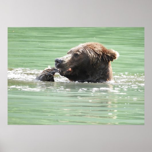 28x20 Poster papier (steen) met grizzly beer (Voorkant)