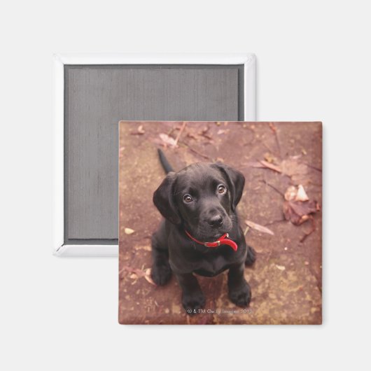 29 weken oud zwart lab magneet (Voorkant / Achterkant)