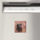 29 weken oud zwart lab magneet (Insitu (Vaatwasser))