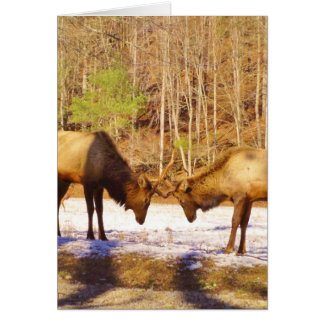 2~ 2 Bull Elk in de sneeuw