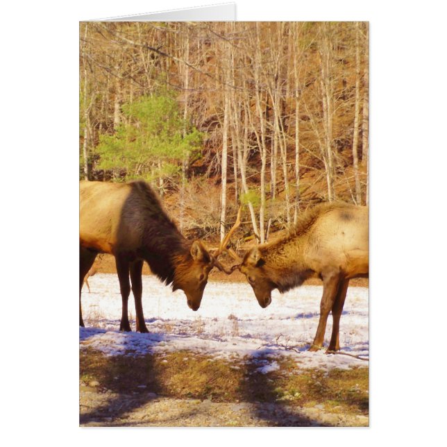 2~ 2 Bull Elk in de sneeuw (Voorkant)