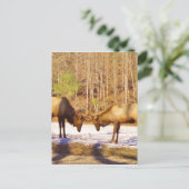 2~ 2 Bull Elk in de sneeuw Briefkaart (Staand voorkant)