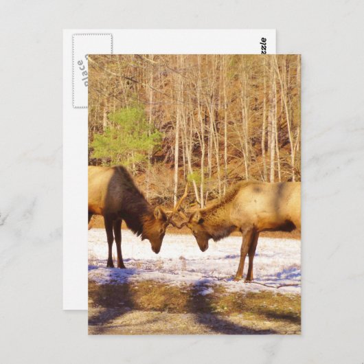2~ 2 Bull Elk in de sneeuw Briefkaart (Voorkant / Achterkant)