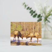 2~ 2 Bull Elk in de sneeuw Briefkaart (Staand voorkant)