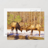 2~ 2 Bull Elk in de sneeuw Briefkaart (Voorkant / Achterkant)