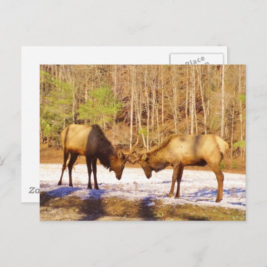 2~ 2 Bull Elk in de sneeuw Briefkaart (Voorkant / Achterkant)