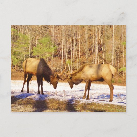 2~ 2 Bull Elk in de sneeuw Briefkaart (Voorkant)