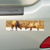 2~ 2 Bull Elk in de sneeuw Bumpersticker (Op auto)
