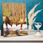 2~ 2 Bull Elk in de sneeuw Fotoplaat (Zijkant)