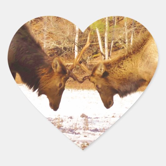 2~ 2 Bull Elk in de sneeuw Hart Sticker (Voorkant)
