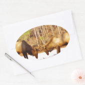 2~ 2 Bull Elk in de sneeuw Ovale Sticker (Envelop)