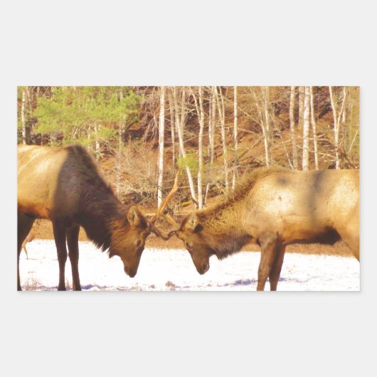 2~ 2 Bull Elk in de sneeuw Rechthoekige Sticker (Voorkant)