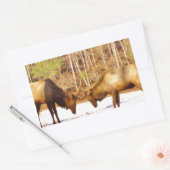 2~ 2 Bull Elk in de sneeuw Rechthoekige Sticker (Envelop)