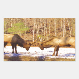2~ 2 Bull Elk in de sneeuw Rechthoekige Sticker