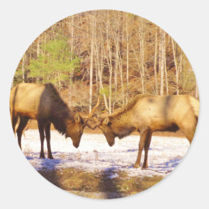 2~ 2 Bull Elk in de sneeuw Ronde Sticker