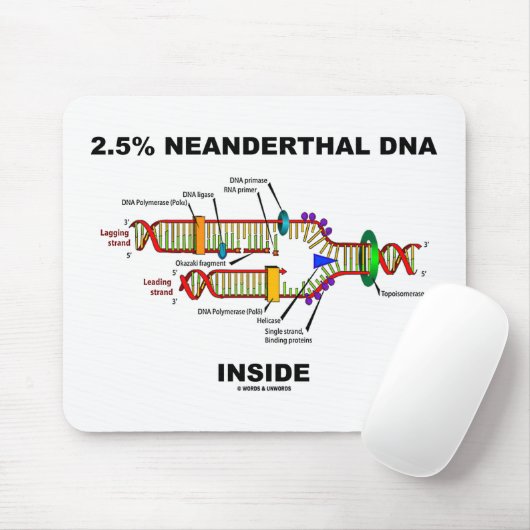 2,5% Neanderthaler DNA in DNA-replicatie Muismat (Met muis)