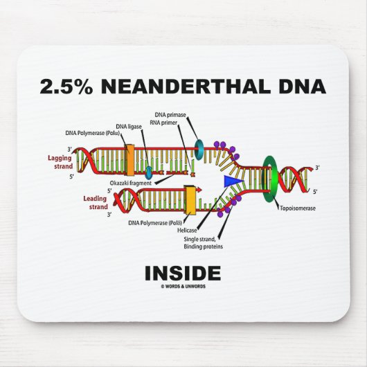 2,5% Neanderthaler DNA in DNA-replicatie Muismat (Voorkant)