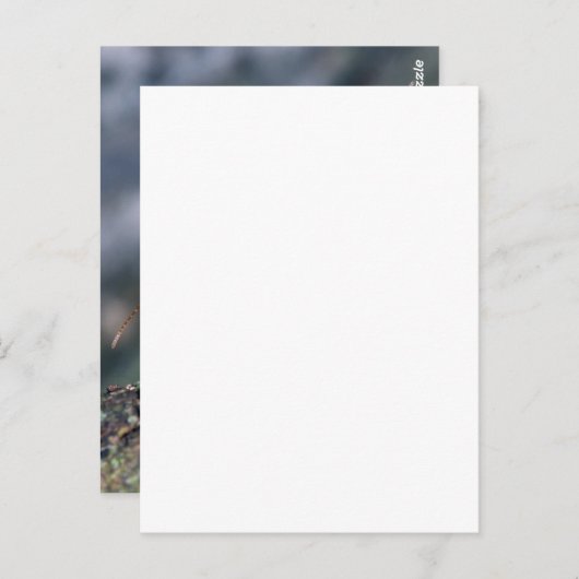 2 ants briefkaart (Voorkant / Achterkant)