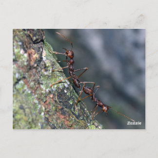 2 ants briefkaart