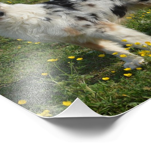 2 australiaanse herder foto afdruk (Hoek)