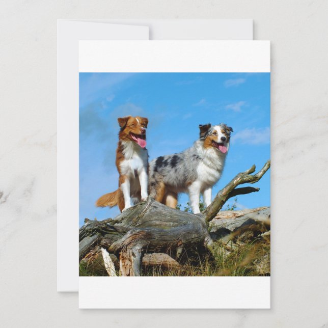 2 australische herders (Voorkant)