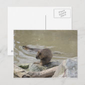2 Biber Briefkaart (Voorkant / Achterkant)