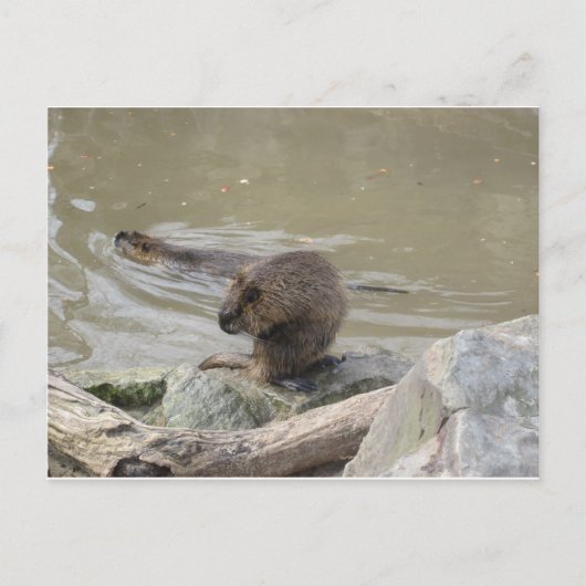 2 Biber Briefkaart (Voorkant)