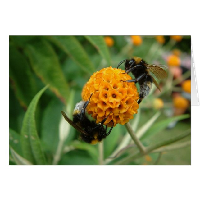 2 bij of niet 2 bij (Voorkant Horizontaal)