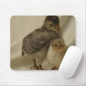 2 Blauwe/grijze kuikens Muismat (Met muis)