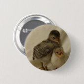 2 Blauwe/grijze kuikens Ronde Button 5,7 Cm (Voorkant /achterkant)