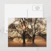 2 BOMEN SEPIA GOLD SINAASAPPEL BRIEFKAART (Voorkant / Achterkant)