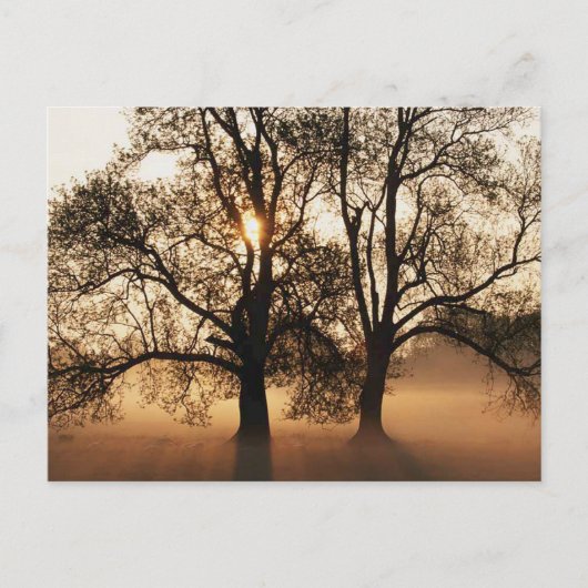 2 BOMEN SEPIA GOLD SINAASAPPEL BRIEFKAART (Voorkant)
